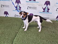 Shelter Stray Male Dog last seen , 2769 Conroy Rd, Orlando, FL 32839, USA