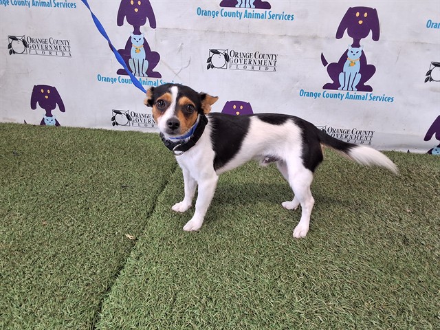 Shelter Stray Male Dog last seen , 2769 Conroy Rd, Orlando, FL 32839, USA