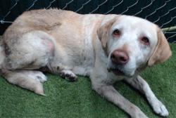 Shelter Stray Female Dog last seen , 11258 Garfield Ave, Downey, CA 90242, USA