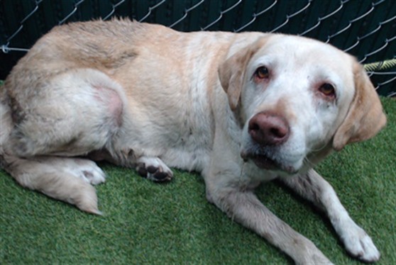 Shelter Stray Female Dog last seen , 11258 Garfield Ave, Downey, CA 90242, USA