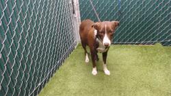Shelter Stray Female Dog last seen , 11258 Garfield Ave, Downey, CA 90242, USA