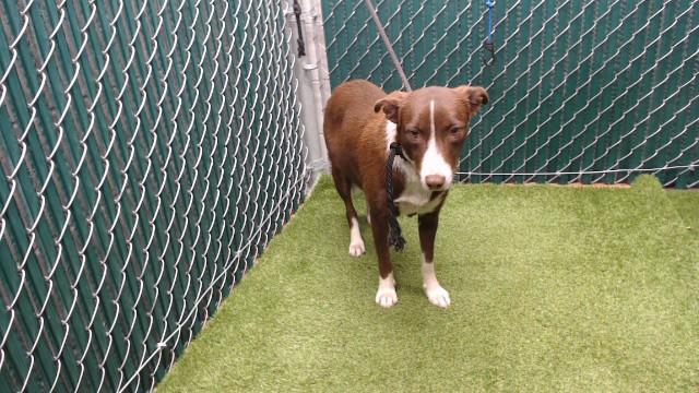 Shelter Stray Female Dog last seen , 11258 Garfield Ave, Downey, CA 90242, USA