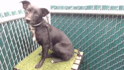 Shelter Stray Female Dog last seen , 11258 Garfield Ave, Downey, CA 90242, USA