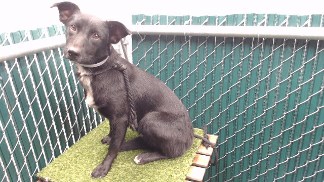 Shelter Stray Female Dog last seen , 11258 Garfield Ave, Downey, CA 90242, USA