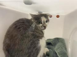 Shelter Stray Unknown Cat last seen Near BLOCK S 6TH ST, 3839 W Burnham St, West Milwaukee, WI 53215, USA