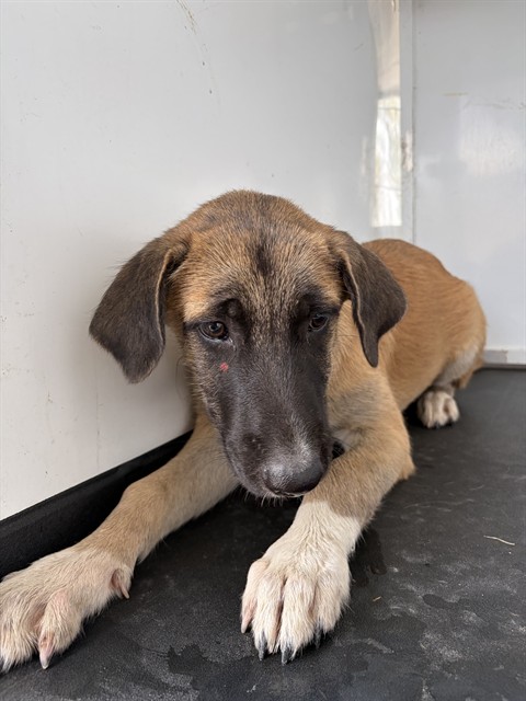 Shelter Stray Female Dog last seen Near BLK E BELLE TERRACE , BAKERSFIELD, CA, 201 S Mt Vernon Ave, Bakersfield, CA 93307, USA