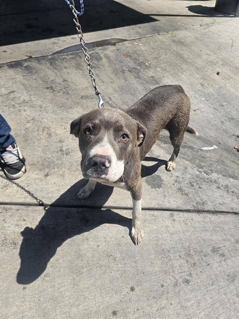Shelter Stray Male Dog last seen E BEARDLSEY AVE/ N CHESTER AVE,BAKERSFIELD,CA, 201 S Mt Vernon Ave, Bakersfield, CA 93307, USA