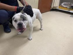 Shelter Stray Male Dog last seen Near BLOCK S 21ST ST, 3839 W Burnham St, West Milwaukee, WI 53215, USA