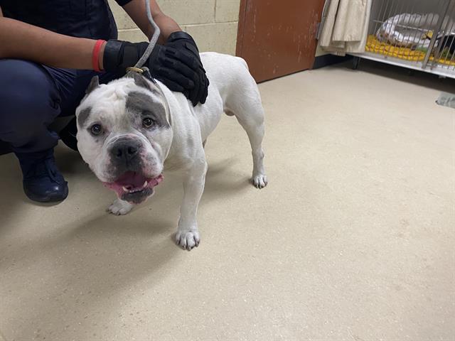 Shelter Stray Male Dog last seen Near BLOCK S 21ST ST, 3839 W Burnham St, West Milwaukee, WI 53215, USA