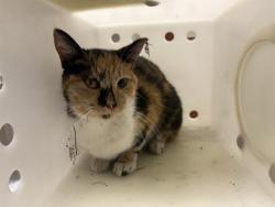 Shelter Stray Female Cat last seen Near BLOCK S 7TH ST, 3839 W Burnham St, West Milwaukee, WI 53215, USA
