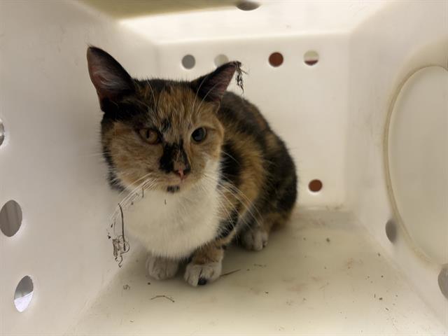 Shelter Stray Female Cat last seen Near BLOCK S 7TH ST, 3839 W Burnham St, West Milwaukee, WI 53215, USA