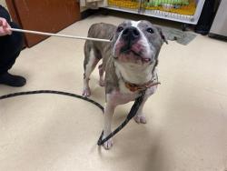 Shelter Stray Male Dog last seen Near BLOCK W BURNHAM ST, 3839 W Burnham St, West Milwaukee, WI 53215, USA