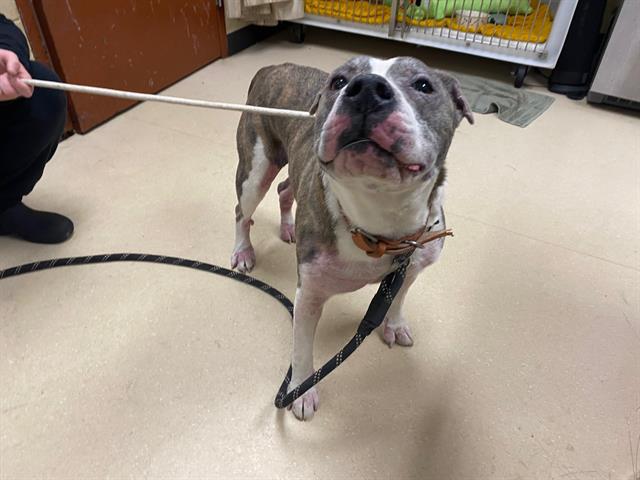 Shelter Stray Male Dog last seen Near BLOCK W BURNHAM ST, 3839 W Burnham St, West Milwaukee, WI 53215, USA