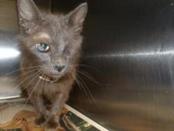 Shelter Stray Male Cat last seen , 11361 W Pico Blvd, Los Angeles, CA 90064, USA