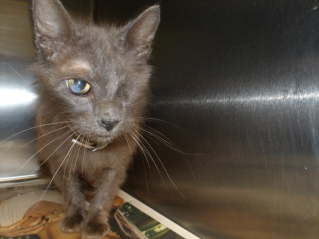 Shelter Stray Male Cat last seen , 11361 W Pico Blvd, Los Angeles, CA 90064, USA