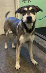Shelter Stray Male Dog last seen 12TH AVE & 34TH ST, 2127 Front St, Sacramento, CA 95818, USA