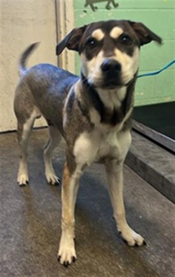 Shelter Stray Male Dog last seen 12TH AVE & 34TH ST, 2127 Front St, Sacramento, CA 95818, USA