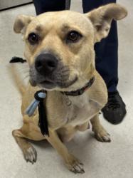 Shelter Stray Female Dog last seen , 11361 W Pico Blvd, Los Angeles, CA 90064, USA