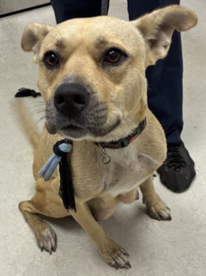 Shelter Stray Female Dog last seen , 11361 W Pico Blvd, Los Angeles, CA 90064, USA