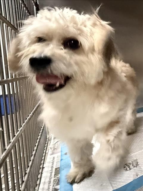 Shelter Stray Male Dog last seen , West Valley Animal Shelter, 20655 Plummer St, Chatsworth, CA 91311, USA
