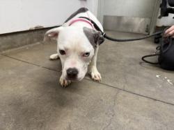 Shelter Stray Female Dog last seen , 14409 Vanowen St, Van Nuys, CA 91405, USA