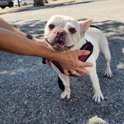 Shelter Stray Female Dog last seen , 14409 Vanowen St, Van Nuys, CA 91405, USA
