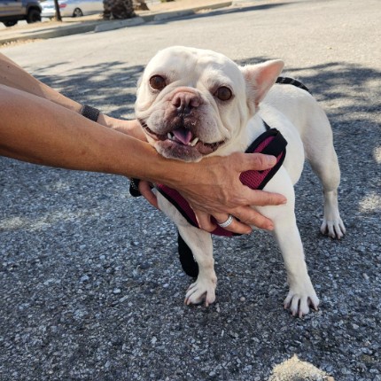 Shelter Stray Female Dog last seen , 14409 Vanowen St, Van Nuys, CA 91405, USA