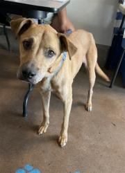 Shelter Stray Female Dog last seen , 14409 Vanowen St, Van Nuys, CA 91405, USA