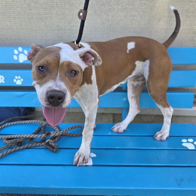 Shelter Stray Female Dog last seen Near BLOCK LB BLVD, LB CA 90805, 7700 E Spring St, Long Beach, CA 90815, USA