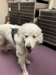 Shelter Stray Male Dog last seen Near BLOCK BLCK MAINE AVE, LONG BEACH, CA 90806, 7700 E Spring St, Long Beach, CA 90815, USA