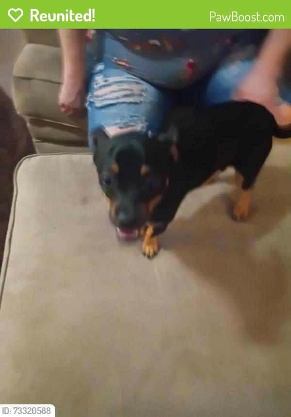 Reunited Male Dog last seen Gum tree, Wood Trail Village, FL 34653