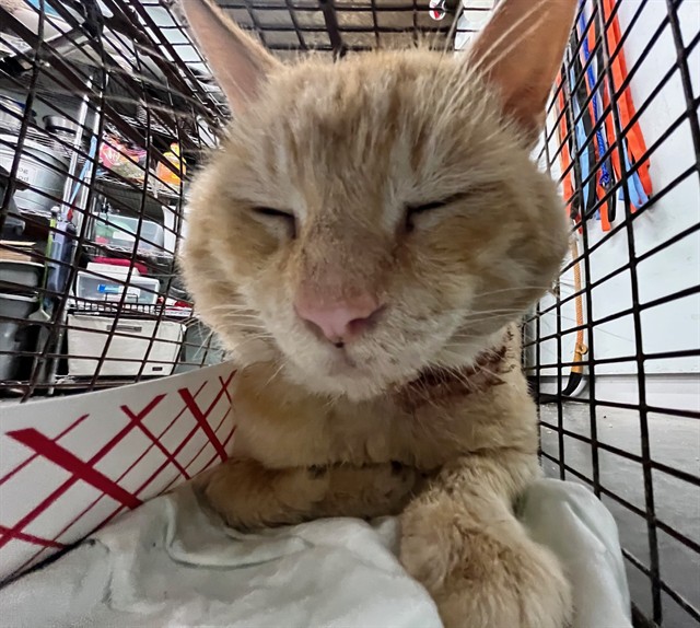 Shelter Stray Male Cat last seen E NORTH BLVD LEESBURG, 12280 County Rd 448, Tavares, FL 32778, USA