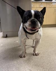 Shelter Stray Male Dog last seen Near BLOCK MISSION BLVD, JURUPA VALLEY CA 92509, 6851 Van Buren Boulevard, Jurupa Valley, CA 92509, USA
