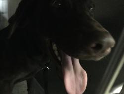 Shelter Stray Male Dog last seen LOCUST ST/MISSION INN AVENUE, 6851 Van Buren Boulevard, Jurupa Valley, CA 92509, USA