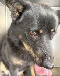 Shelter Stray Female Dog last seen Near BLOCK LIMONITE AVE, JURUPA VALLEY CA 92509, 6851 Van Buren Boulevard, Jurupa Valley, CA 92509, USA