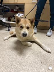 Shelter Stray Male Dog last seen Near BLOCK LIMONITE AVE, JURUPA VALLEY CA 92509, 6851 Van Buren Boulevard, Jurupa Valley, CA 92509, USA