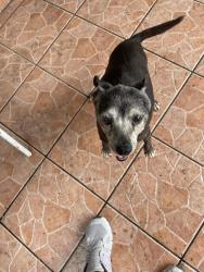 Lost Female Dog last seen Fresco Supermarket in Flamingo Plaza, Hialeah, FL 33010
