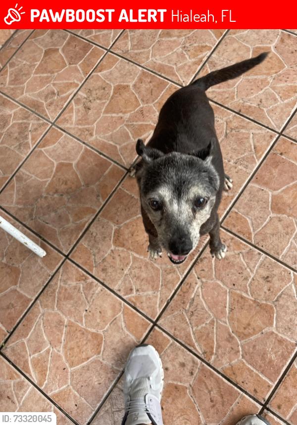 Lost Female Dog last seen Fresco Supermarket in Flamingo Plaza, Hialeah, FL 33010