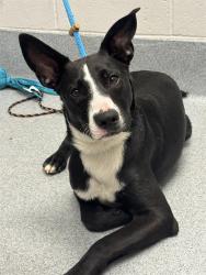 Shelter Stray Male Dog last seen Near, 2600 S Harding St, Indianapolis, IN 46221, USA