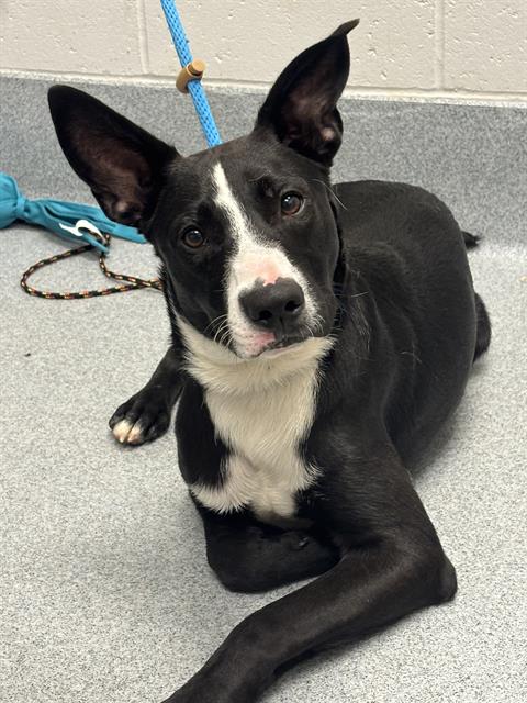 Shelter Stray Male Dog last seen Near, 2600 S Harding St, Indianapolis, IN 46221, USA