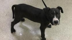 Shelter Stray Male Dog last seen Near BLOCK HILLSBOROUGH LN, RIVERSIDE CA 92503, 6851 Van Buren Boulevard, Jurupa Valley, CA 92509, USA
