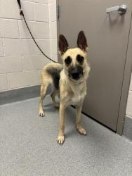 Shelter Stray Female Dog last seen Near, 2600 S Harding St, Indianapolis, IN 46221, USA
