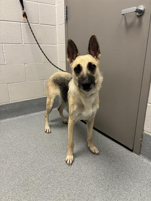 Shelter Stray Female Dog last seen Near, 2600 S Harding St, Indianapolis, IN 46221, USA