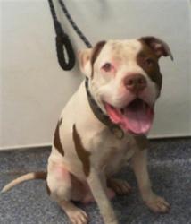 Shelter Stray Male Dog last seen CHARLOTTE, 8315 Byrum Dr, Charlotte, NC 28217, USA