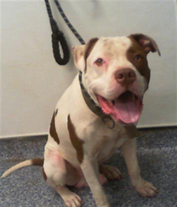 Shelter Stray Male Dog last seen CHARLOTTE, 8315 Byrum Dr, Charlotte, NC 28217, USA