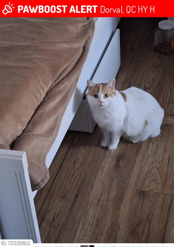 Lost Female Cat last seen Toronto airport terminal 3, Dorval, QC H4Y 1H1