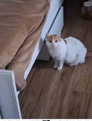 Lost Female Cat last seen Toronto airport terminal 3, Dorval, QC H4Y 1H1