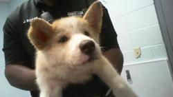 Shelter Stray Male Dog last seen CHARLOTTE, 8315 Byrum Dr, Charlotte, NC 28217, USA
