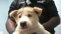 Shelter Stray Female Dog last seen CHARLOTTE, 8315 Byrum Dr, Charlotte, NC 28217, USA
