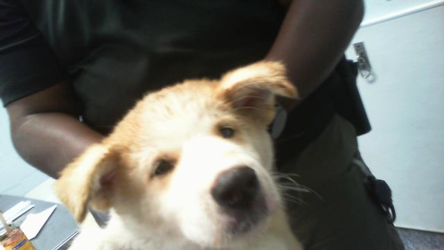 Shelter Stray Male Dog last seen CHARLOTTE, 8315 Byrum Dr, Charlotte, NC 28217, USA